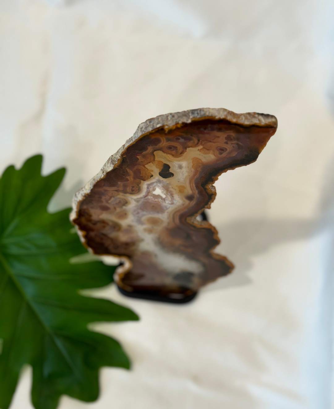 Exclusive Agate slice | home decor | crystals and minerals